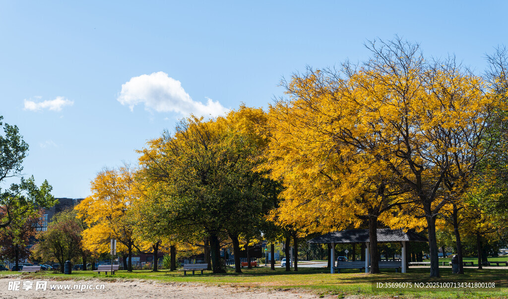 秋日公園絢爛黃葉樹木