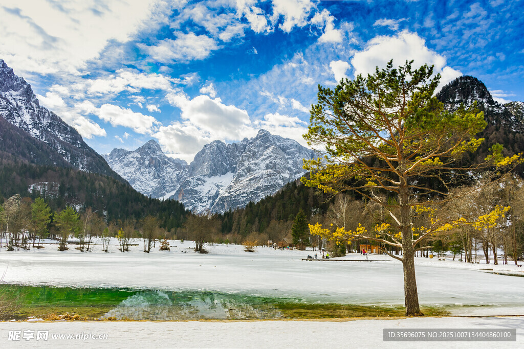雪山湖畔孤樹美景