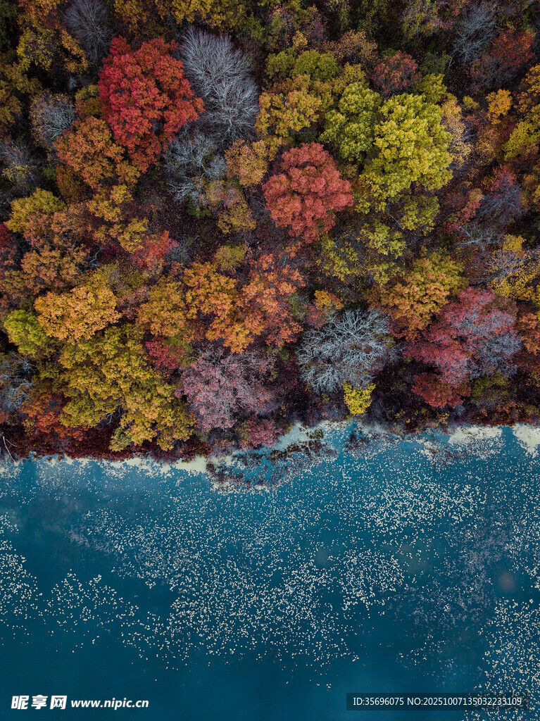 秋日海岸多彩樹林景觀