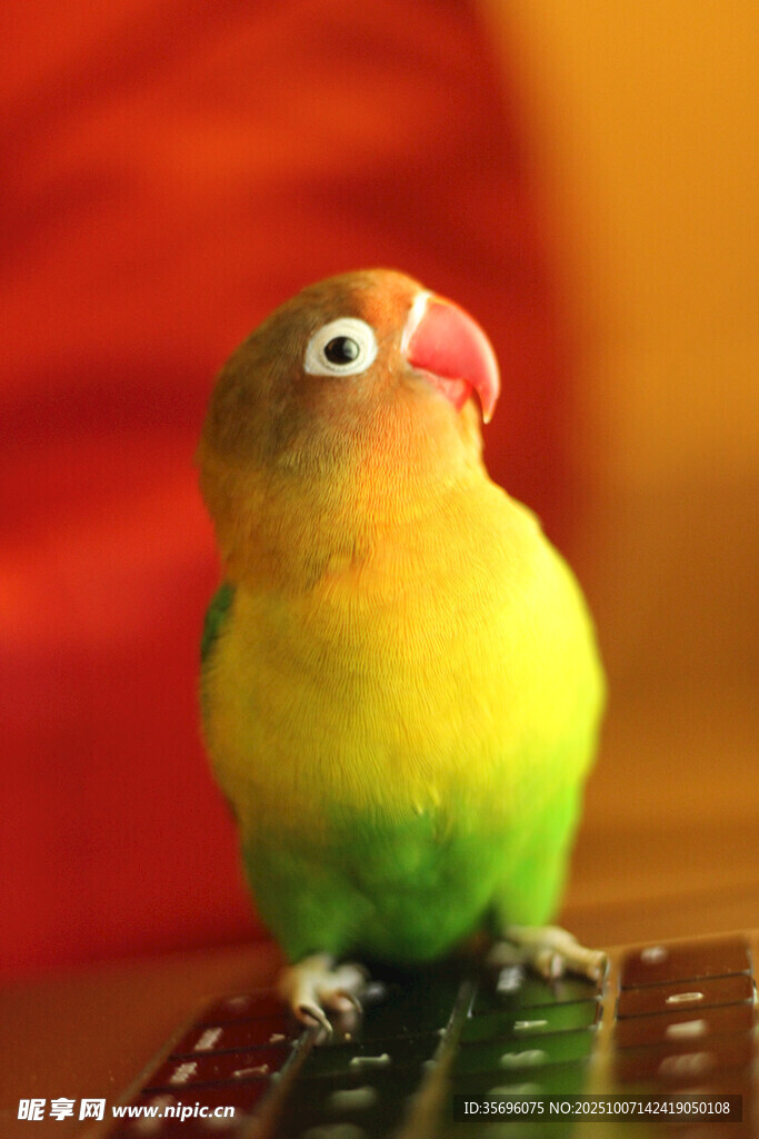 鸚鵡