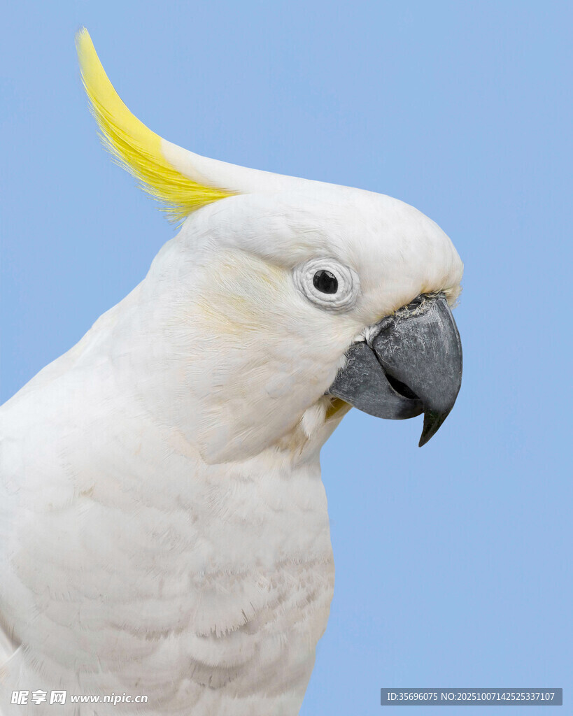 鸚鵡