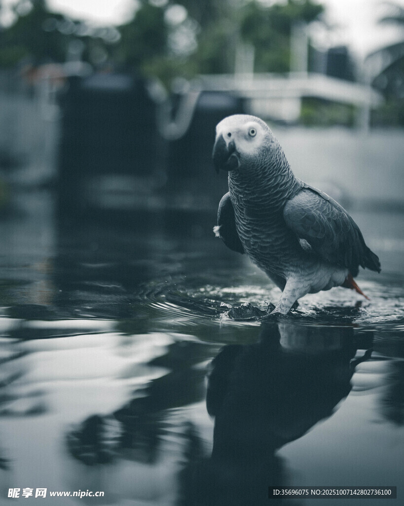 鸚鵡