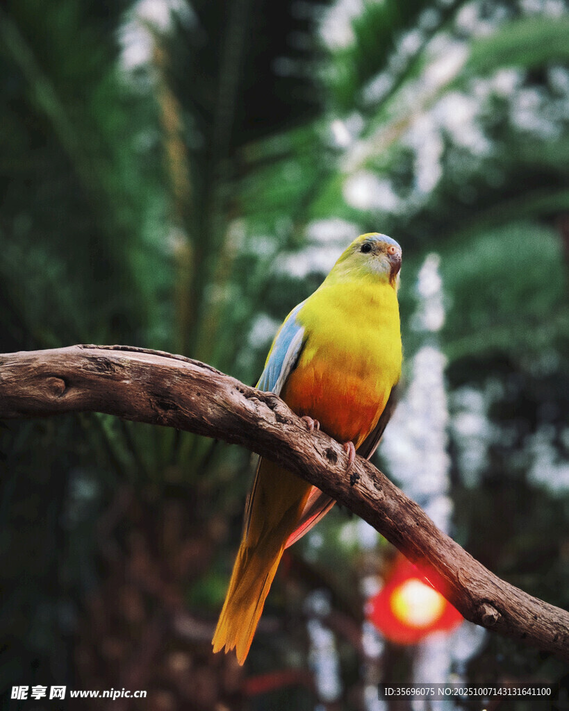 鸚鵡