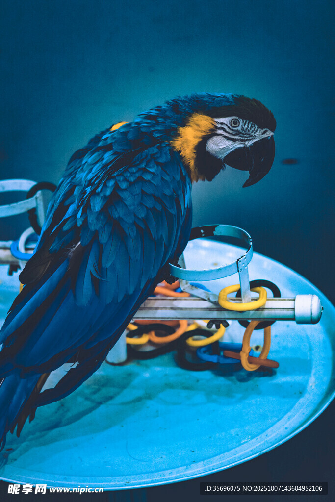 鸚鵡