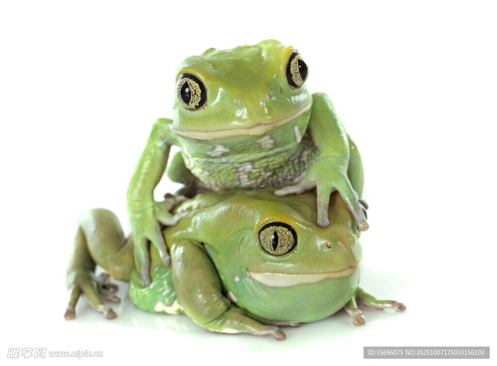 青蛙