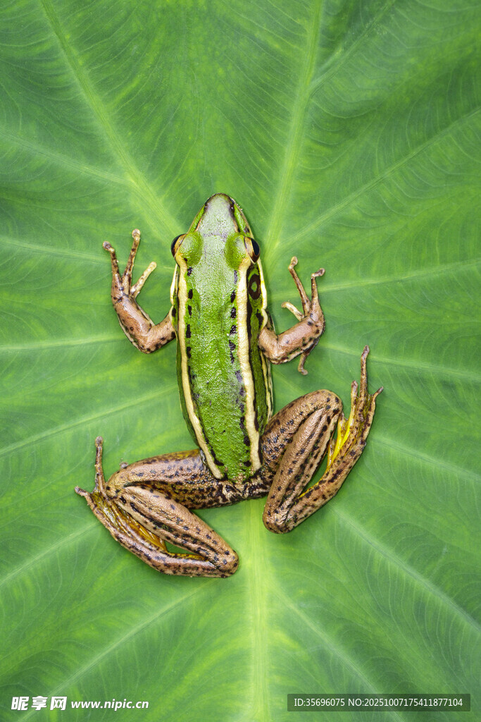 青蛙