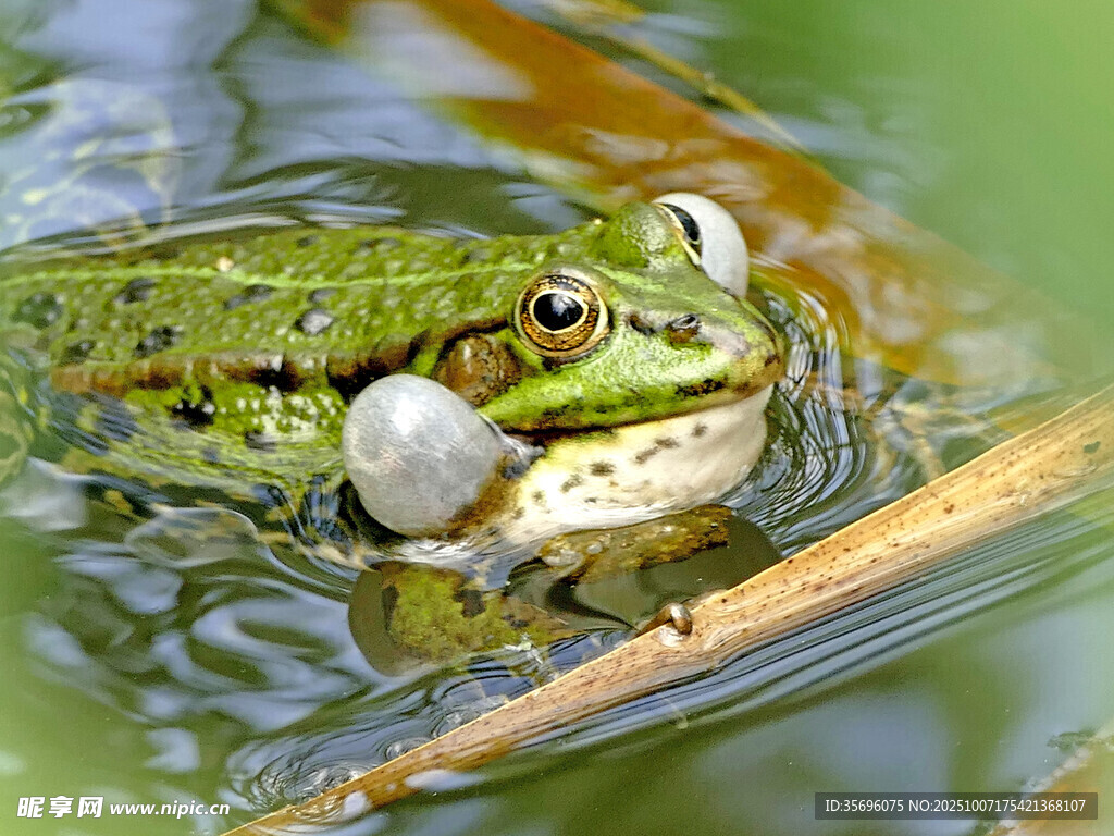 青蛙