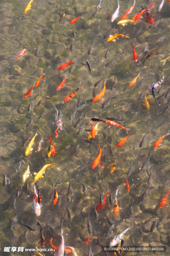 池塘中游動(dòng)的多彩錦鯉魚