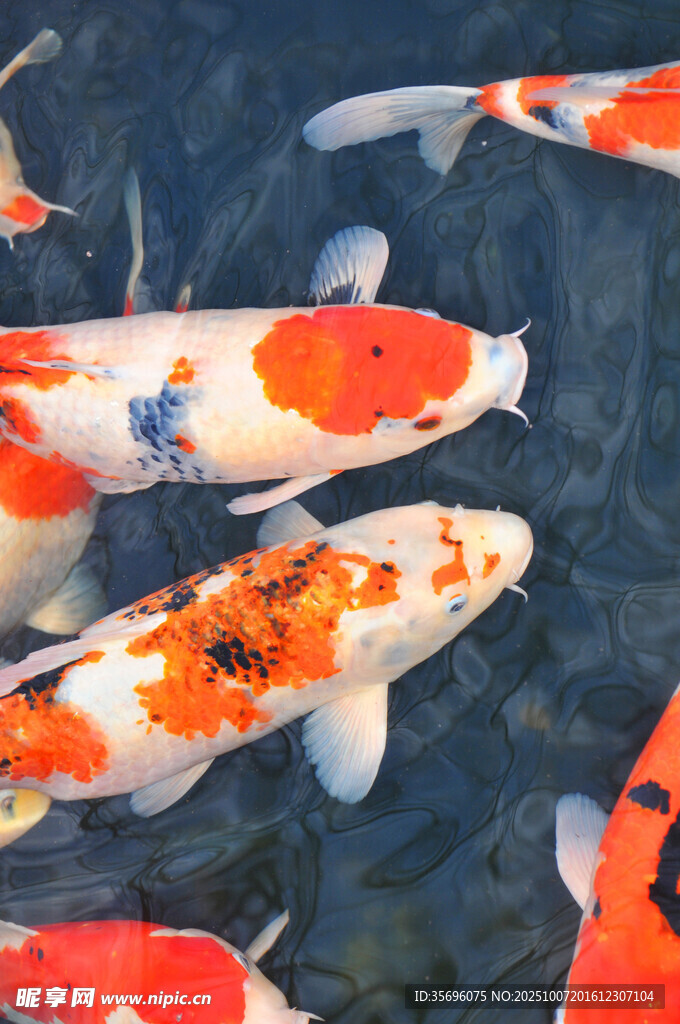 池塘中游動(dòng)的多彩錦鯉魚