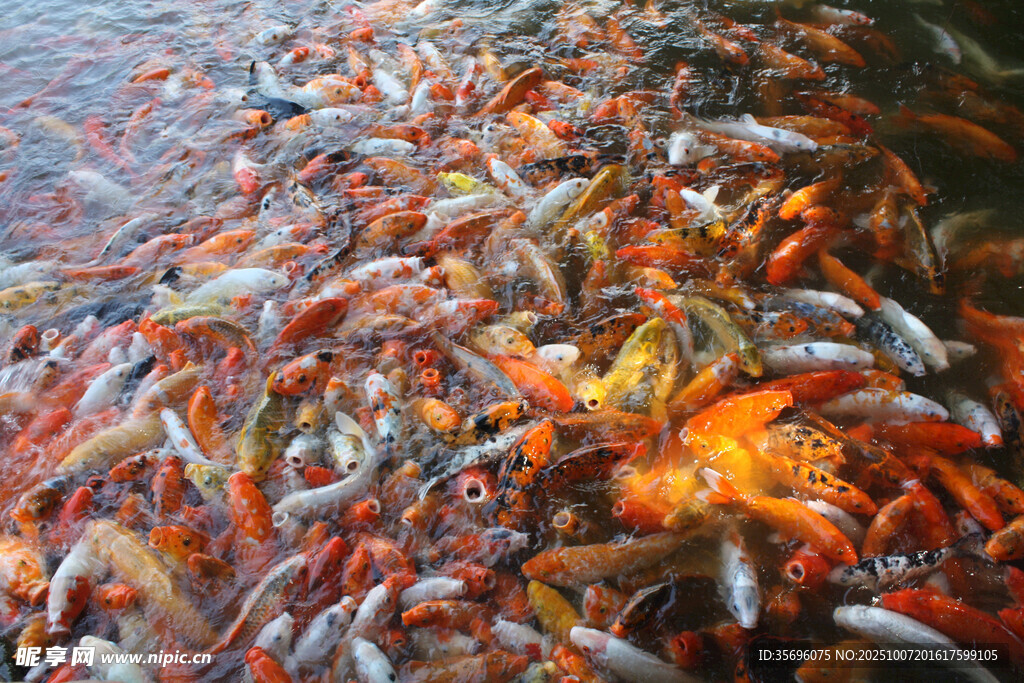 池塘中密集的多彩錦鯉魚(yú)