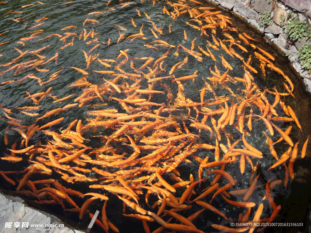 池塘中密集的橙色小魚群