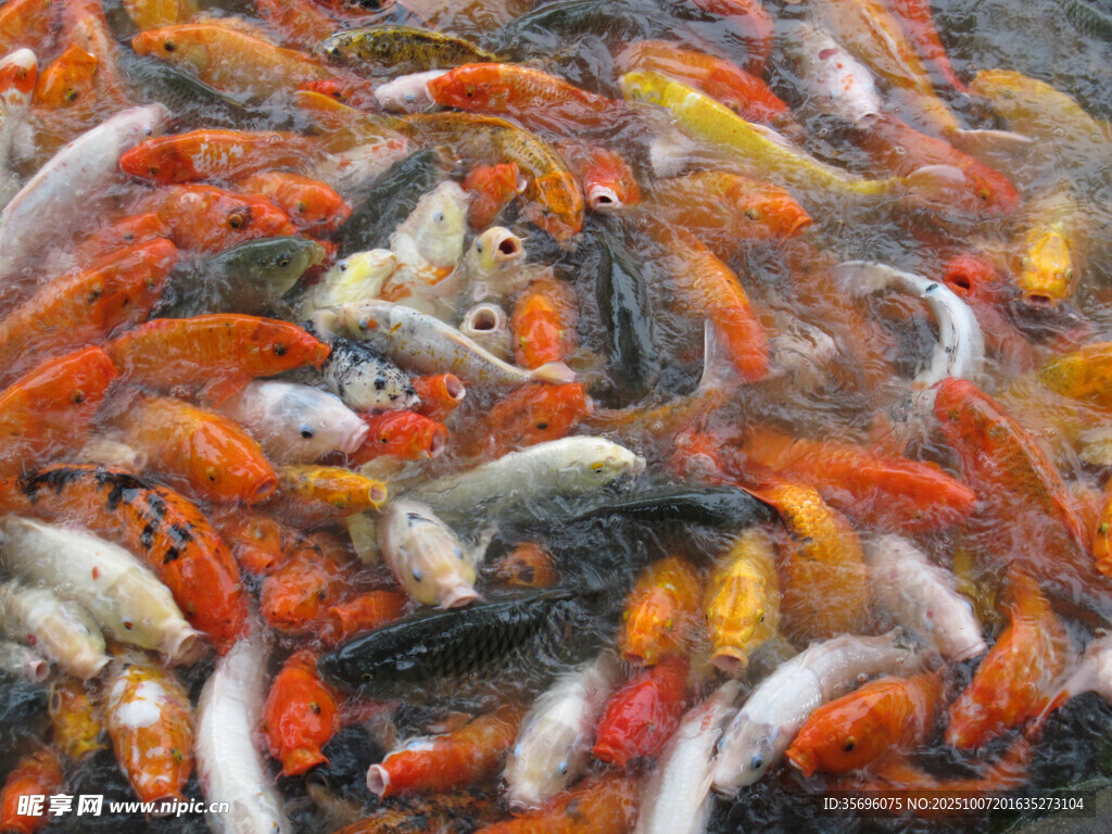 池塘中色彩斑斕的錦鯉魚(yú)群