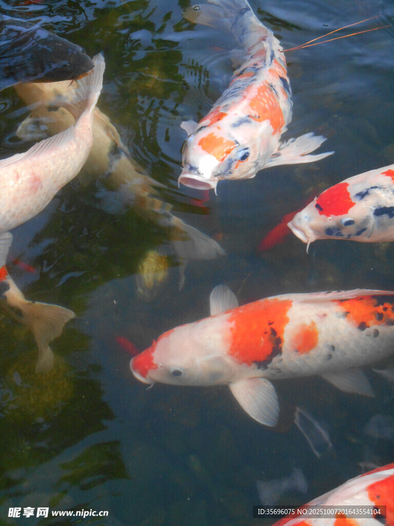 池塘中游動的多彩錦鯉魚