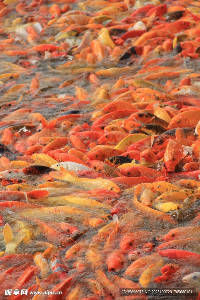 池塘中密集的多彩金魚