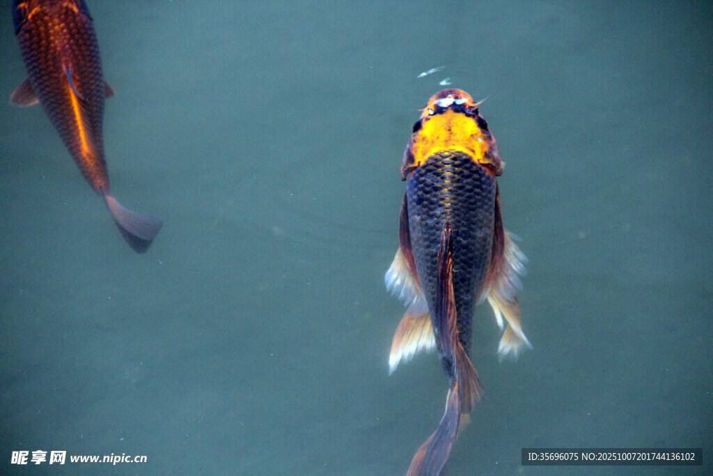 水中多彩金魚悠然游動