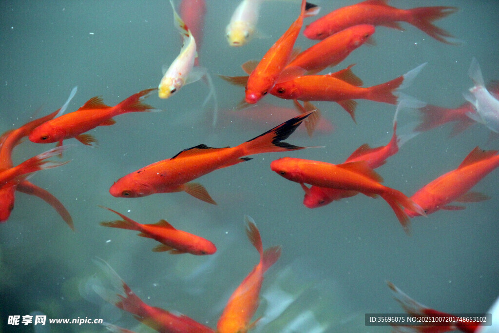 水中暢游的鮮艷紅金魚(yú)