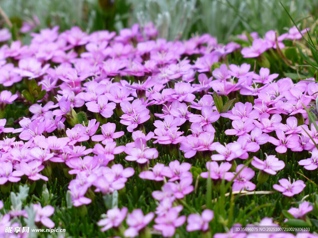 報(bào)春花