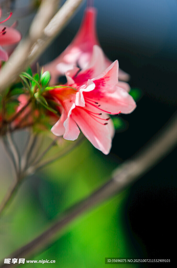 嬌艷綻放的粉色花朵