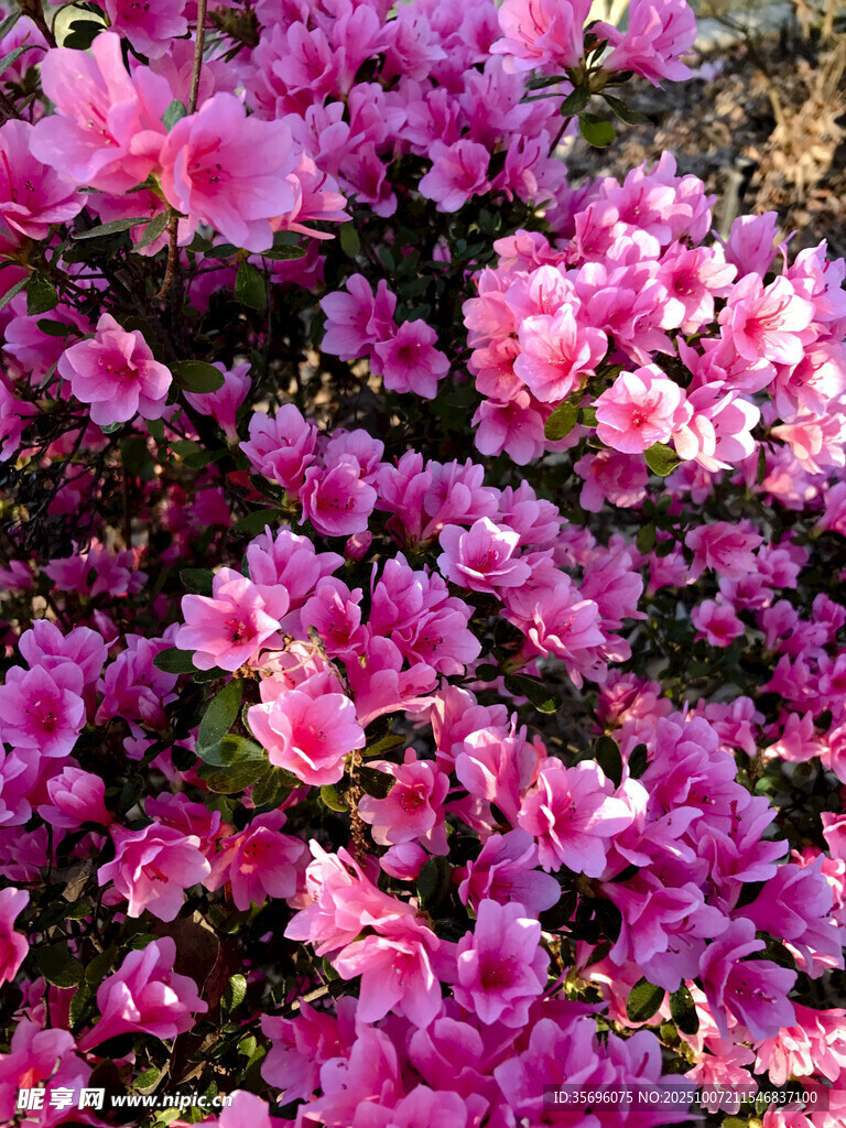 盛開(kāi)的粉色杜鵑花