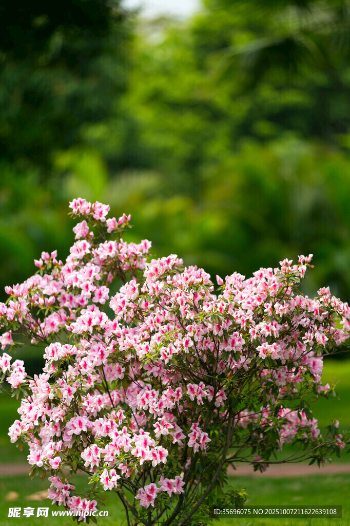 粉色繁花綻放于綠意間