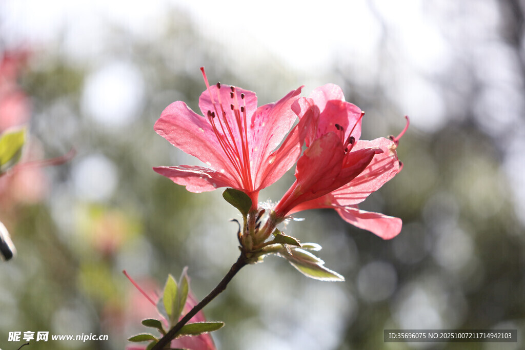 嬌艷綻放的粉紅色杜鵑花