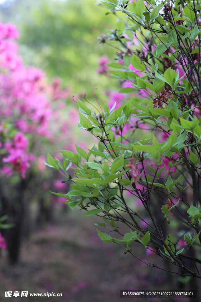爛漫花叢春日繁花盛景