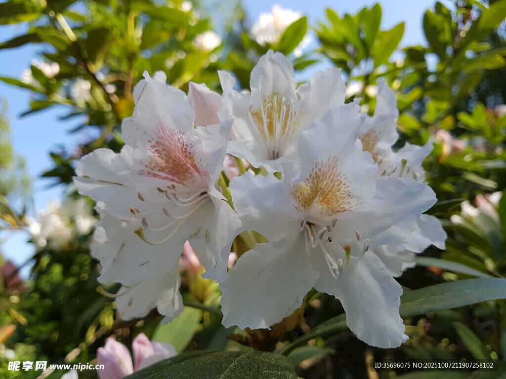 綻放的白色杜鵑花