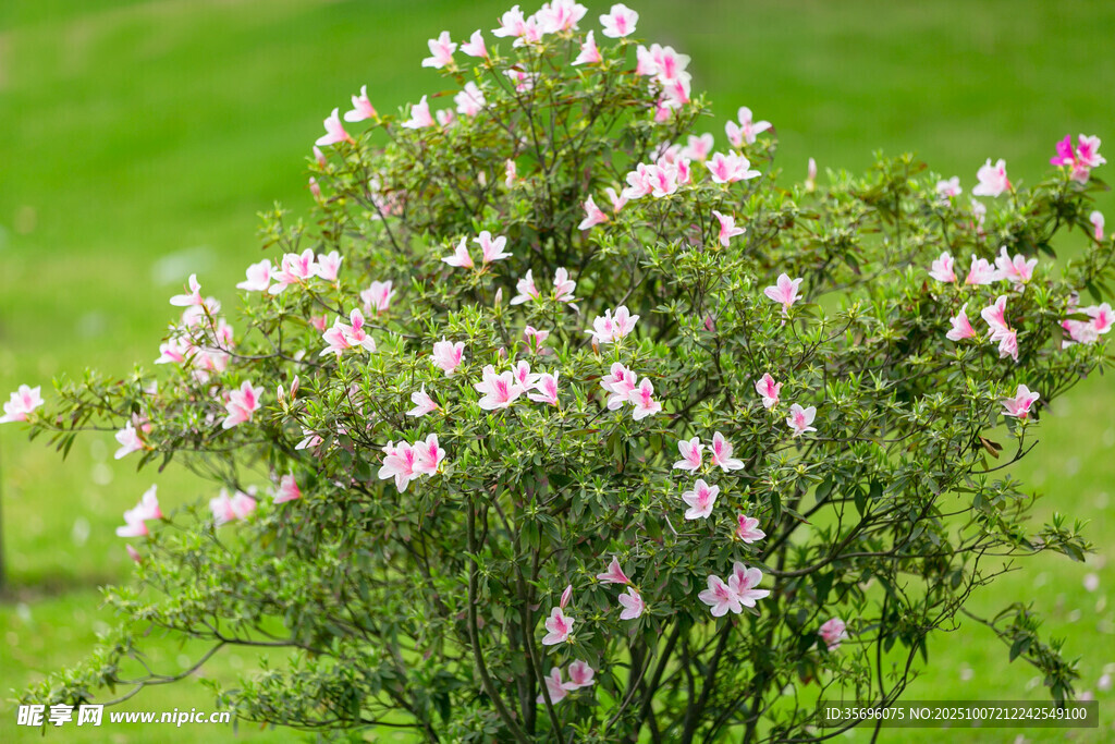 粉色小花綻放于綠植間