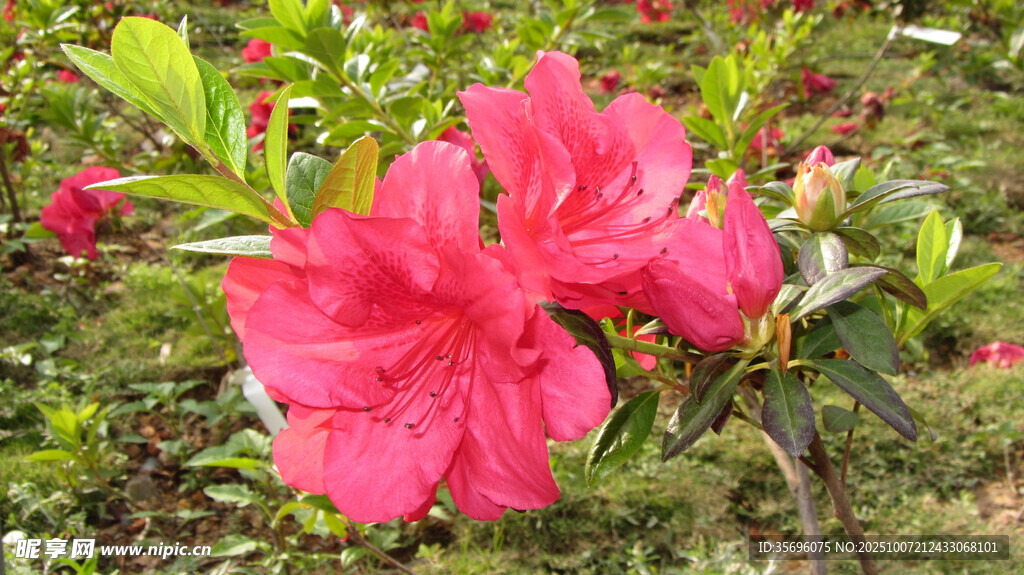 艷麗綻放的粉紅色杜鵑花