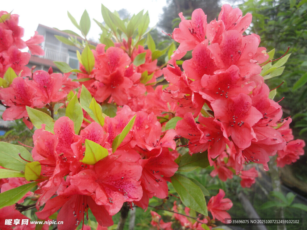 艷麗盛開的紅色杜鵑花