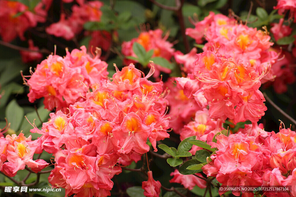 艷麗盛開(kāi)的粉紅色杜鵑花