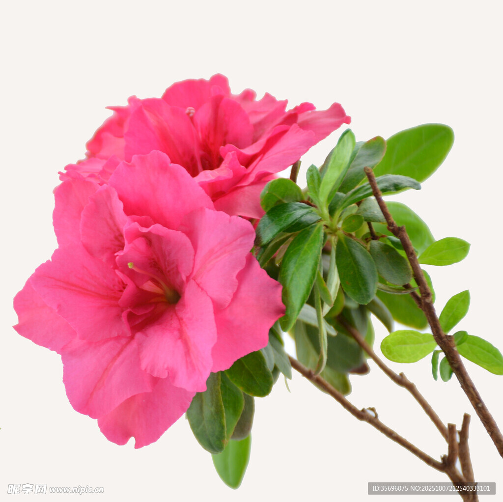 嬌艷粉色杜鵑花特寫