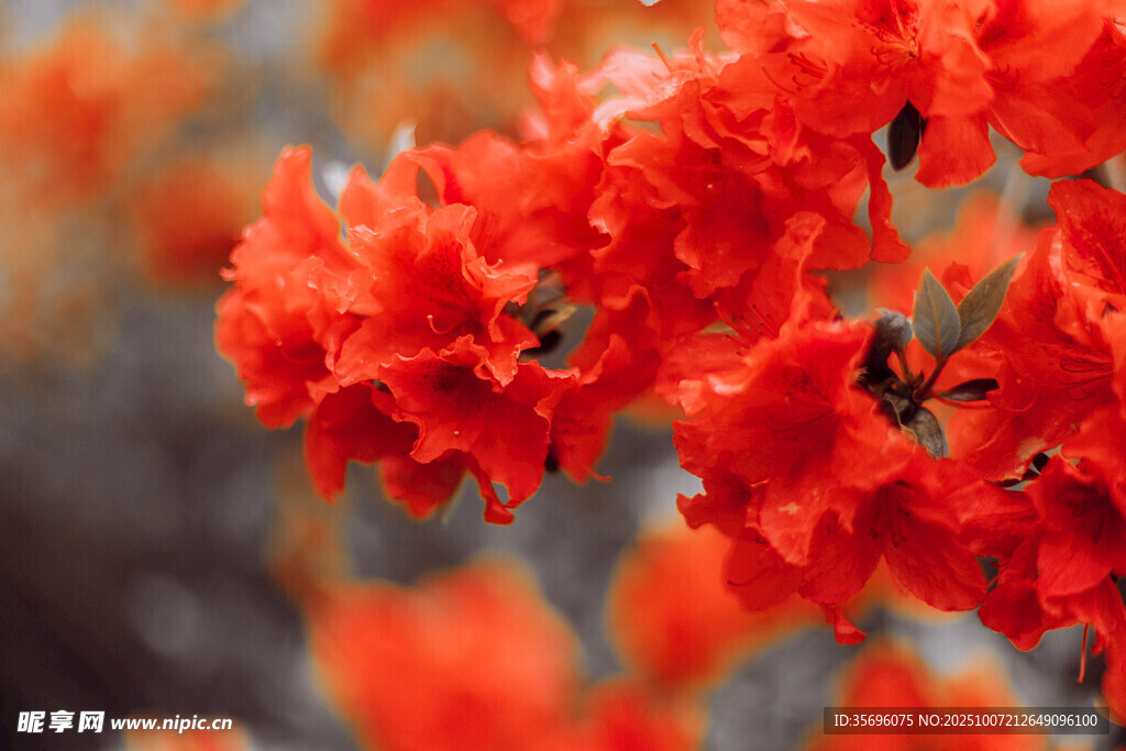 鮮艷綻放的紅色花朵