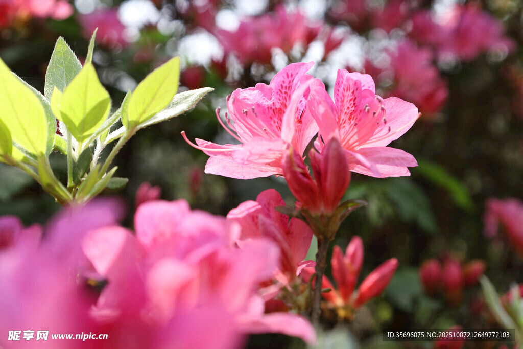 嬌艷欲滴的盛開(kāi)杜鵑花