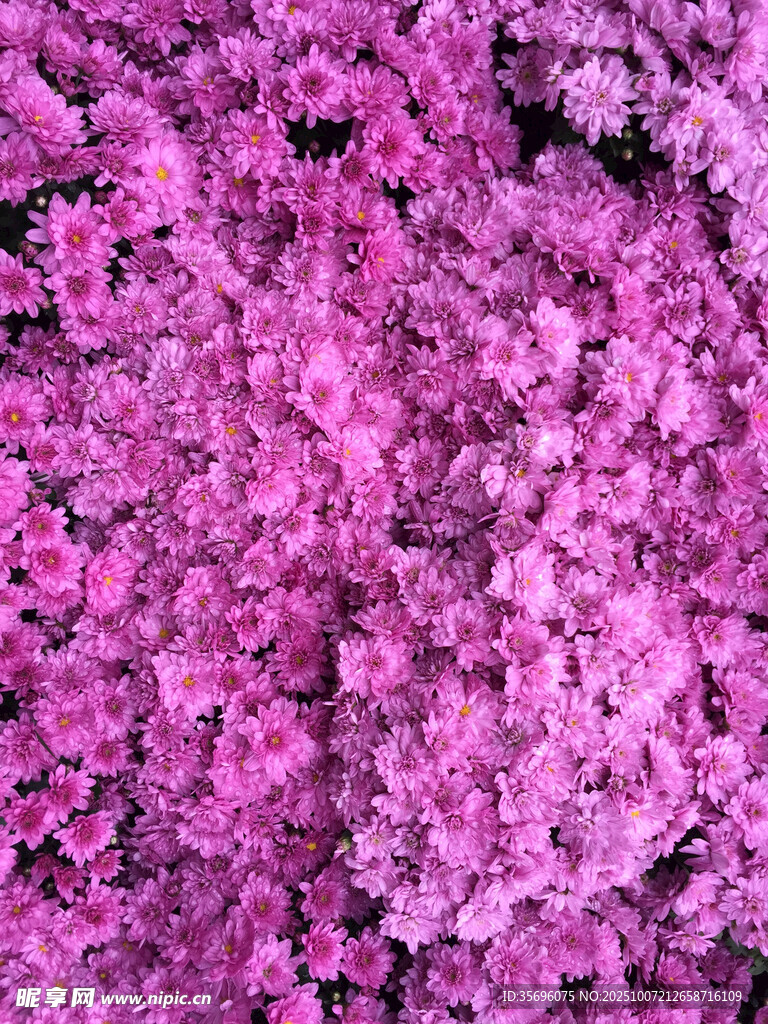 夢(mèng)幻紫色花卉景觀