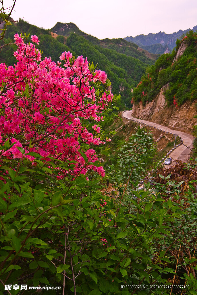 山間爛漫繁花與蜿蜒小路