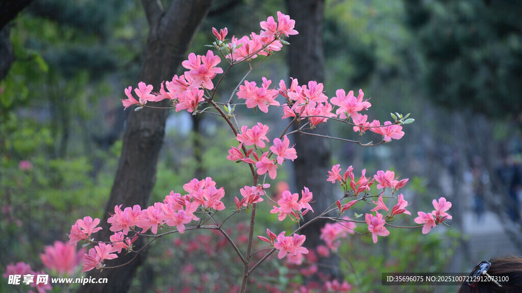 粉色爛漫花枝綻放