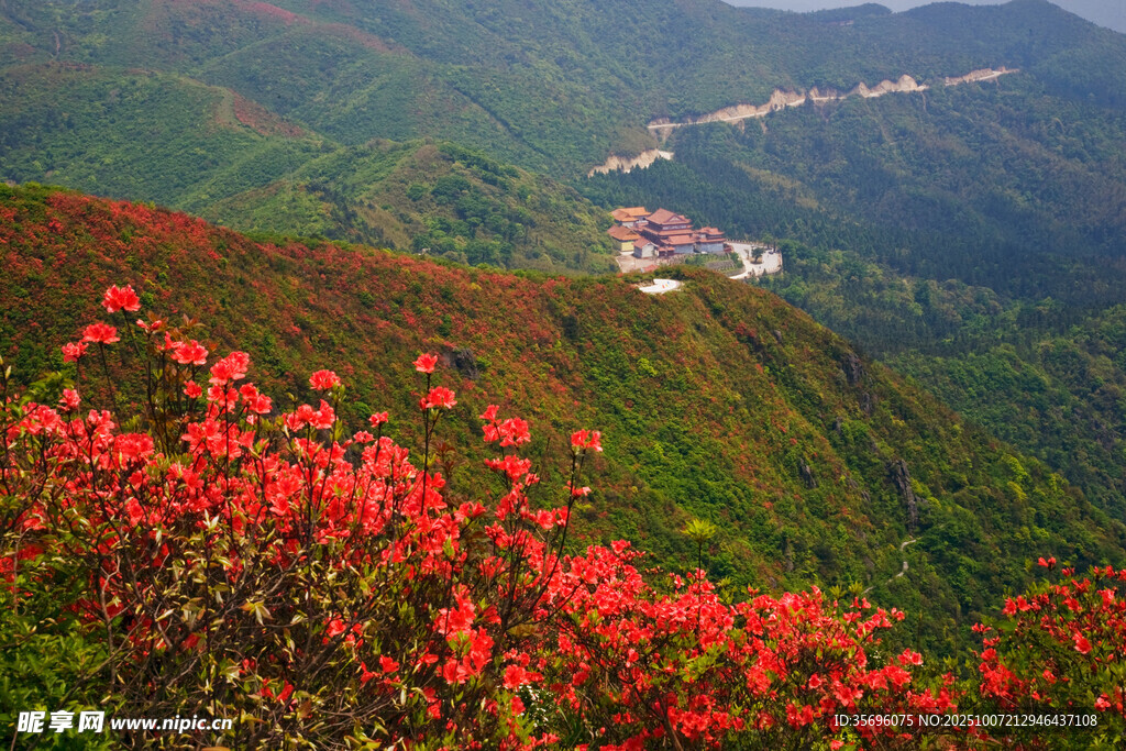 山間爛漫紅杜鵑美景