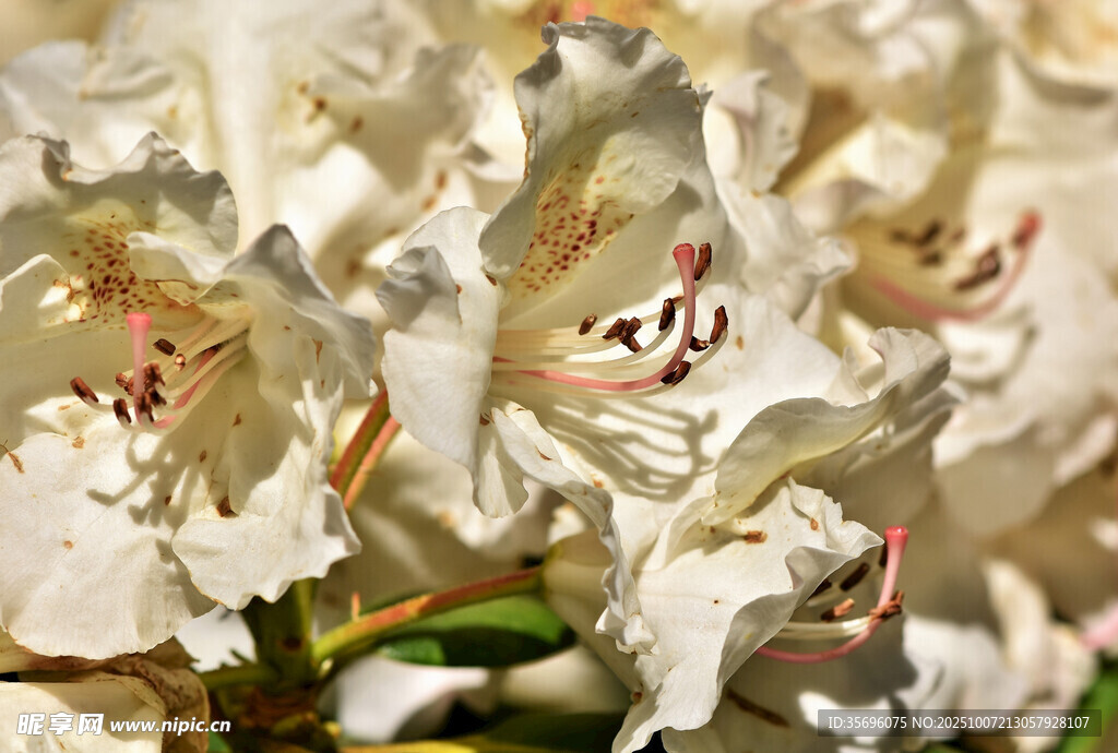 白色杜鵑花特寫(xiě)