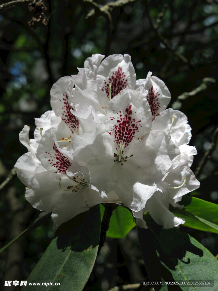 白色帶紅點(diǎn)杜鵑花特寫