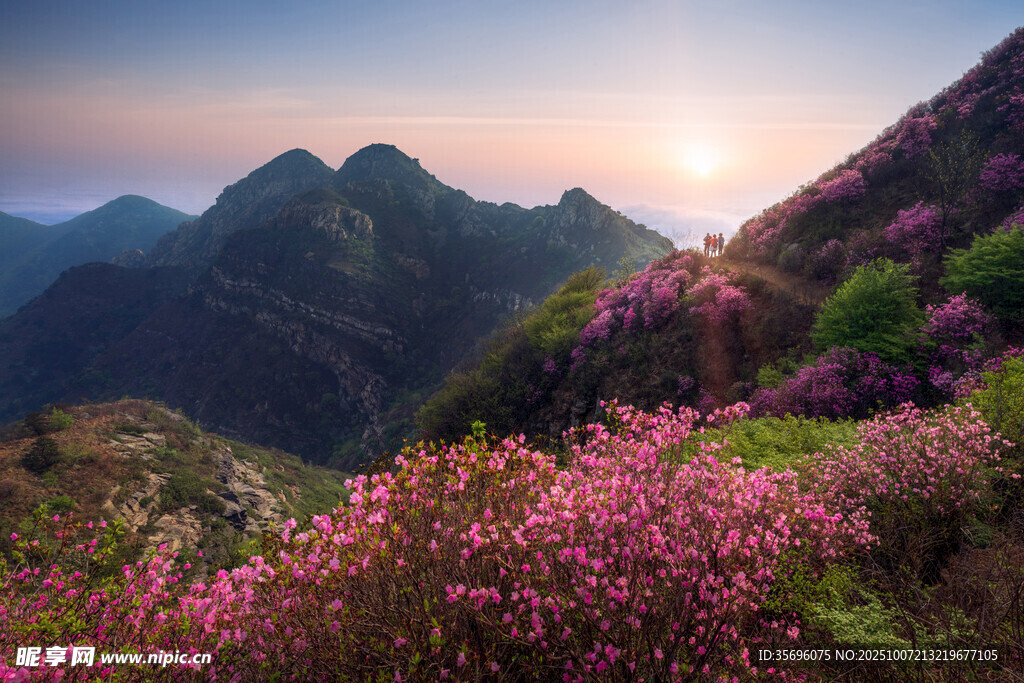 山間爛漫花海伴壯麗山景