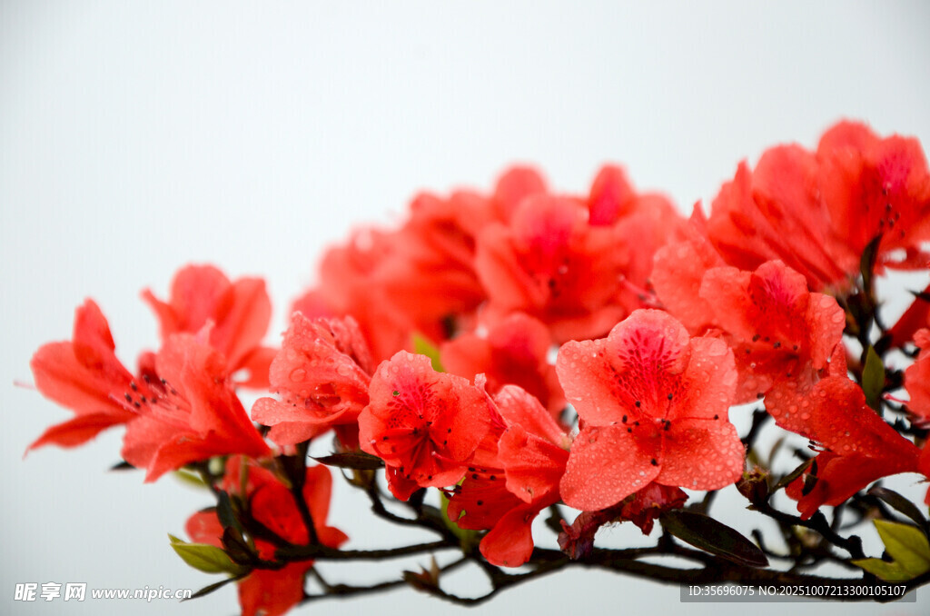 艷麗的盛開杜鵑花