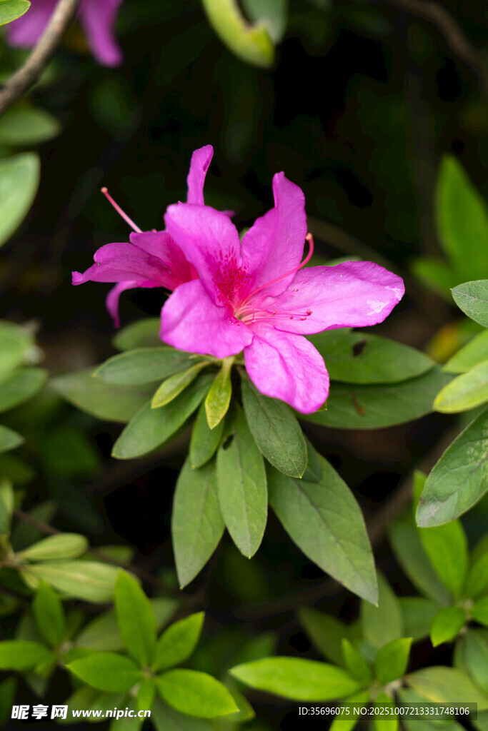 嬌艷粉色杜鵑花綻放