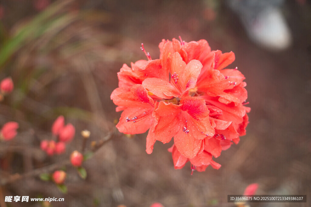 艷麗綻放的紅色杜鵑花