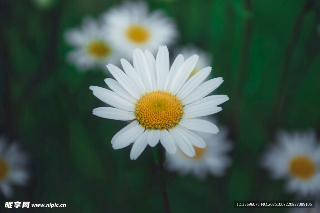小雛菊