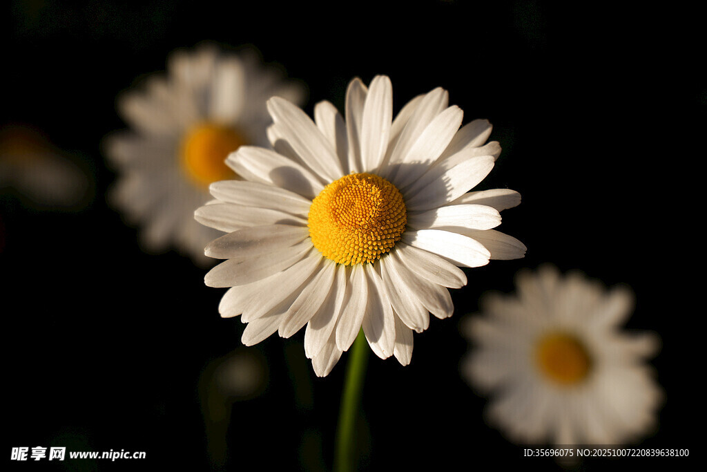 小雛菊