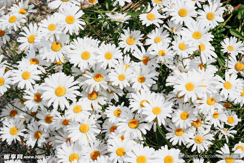 小雛菊