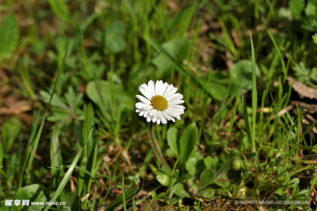 小雛菊