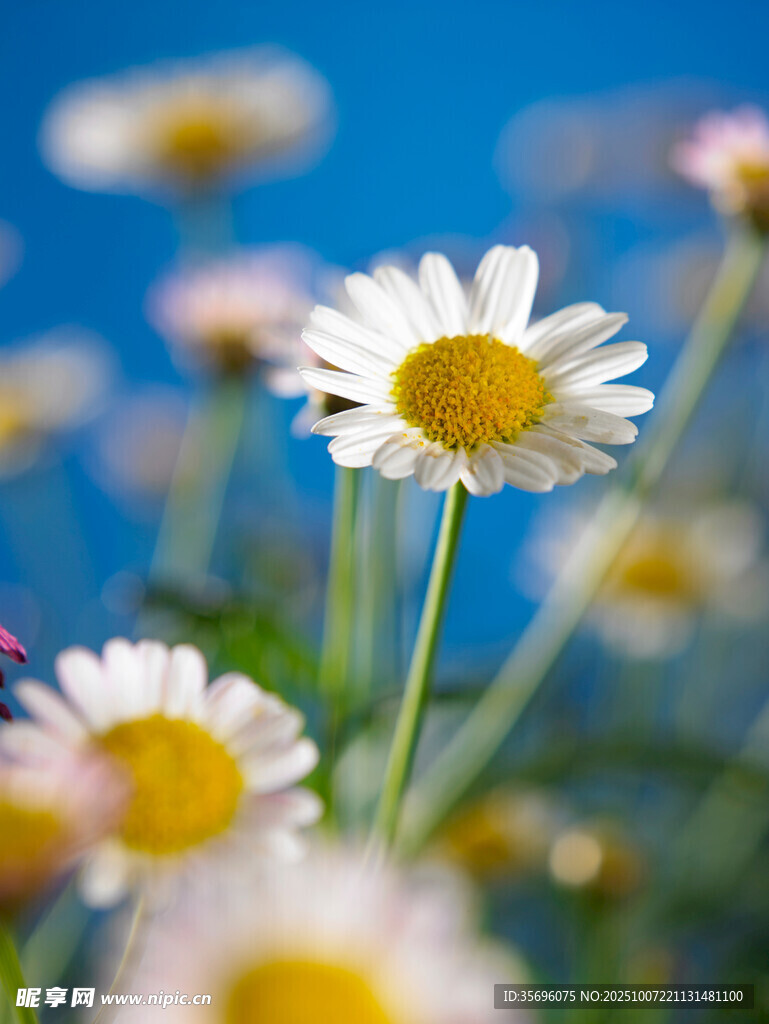 小雛菊