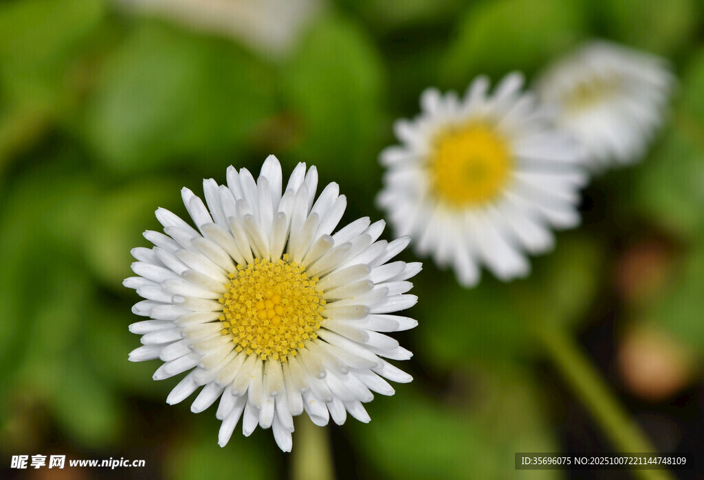 小雛菊